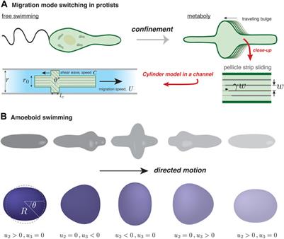 Self-organization in amoeboid motility